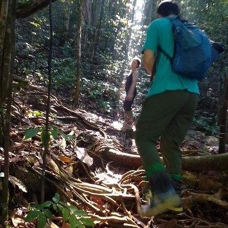 Rainforest River Edge Deniyaya Dış mekan fotoğraf