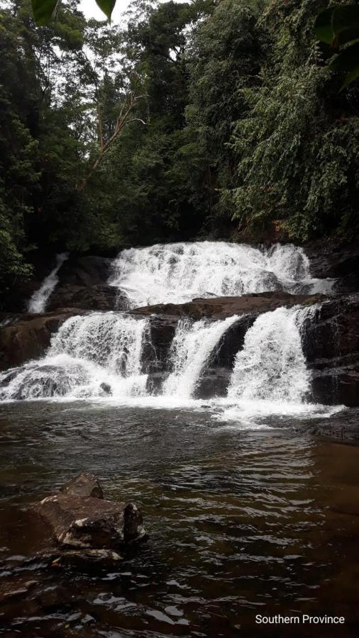 Rainforest River Edge Deniyaya Dış mekan fotoğraf